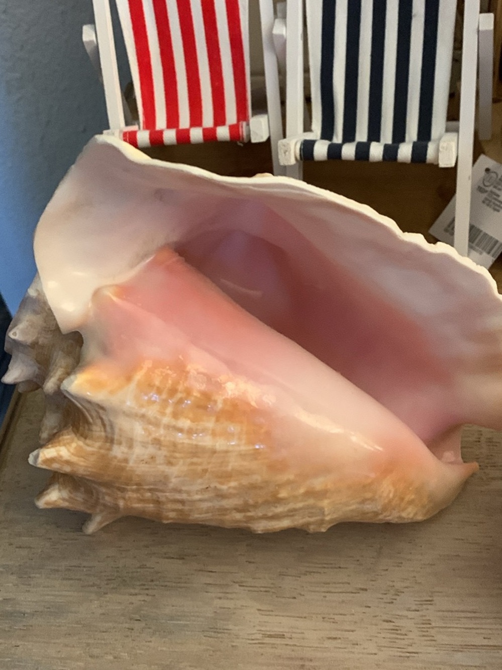 Decorative Pink and Cream Conch Shell Accent